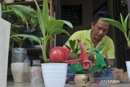 Perajin bonsai kelapa ukir