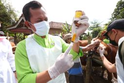 Wabah PMK, Pemkab Banyuwangi terus pantau kesehatan hewan ternak