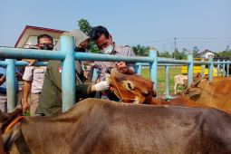 Balai Karantina Kelas I Jambi mengecek ternak di Muara Bulian