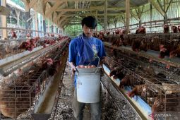 Harga pakan ternak picu kenaikan harga telur ayam