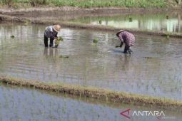 Antisipasi terbatasnya kuota pupuk subsidi, petani Jatim gunakan organik