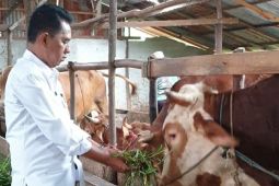 Kadisbunak Kalbar imbau masyarakat tidak khawatir soal PMK