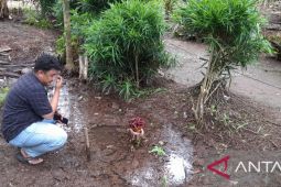 Bunga bangkai tumbuh di perkarangan rumah Ketua RT di Tanjabbar