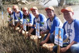 ACC laksanakan penghijauan tanam 2.500 pohon mangrove di Ekowisata Telok Berdiri Sungai Kupah