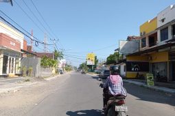 400 pohon tabebuya bakal ditanam di pinggir Jalan Pendidikan di Mataram