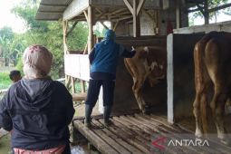 Pemkab Garut perketat kedatangan sapi dari luar daerah jelang Idul Adha