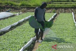 Pemkab Pamekasan salurkan bantuan bibit tembakau kepada petani