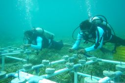 Loka PSPL Sorong rehabilitasi terumbu karang zona Egek Malaukarta Papua Barat