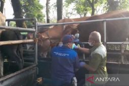 Kasus PMK nihil, Pemkab Ngawi tidak tutup pasar hewan