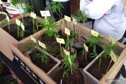 Pria penanam 43 pohon ganja di Bandung ditangkap polisi