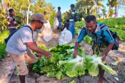 Artikel - Cerita Desa Pana NTT: Pemberdayaan petani untuk dukung Desa Mandiri