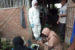 Tiga ratus ternak di Kota Batu terjangkit PMK