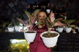 Bisnis tanaman Aglonema jadi solusi di masa pandemi COVID-19