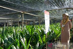 BPTP mulai distribusikan 10 ribu benih kelapa Molowahu ke Gorontalo Utara