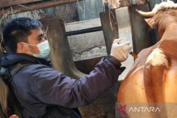 Peternak yang merugi akibat wabah PMK di Garut akan dapat bantuan