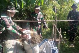 Anggota Yonif 117/KY temukan timbunan ganja kering