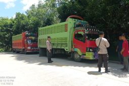Disbunak Paser stop truk bermuatan 23 hewan ternak dari Kalsel