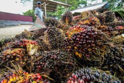 BRIN buat larutan pelapis buah berbahan produk turunan sawit