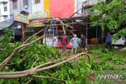 Seorang warga dilarikan ke rumah sakit terkena pohon tumbang