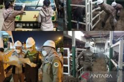 655 sapi potong asal Kupang dan Parepare masuk Kalsel dinyatakan bebas PMK