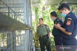 BKSDA amankan puluhan satwa dilindungi di Gorontalo