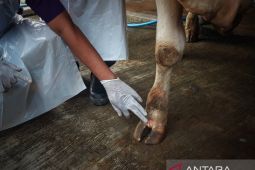 Upaya pencegahan penyebaran wabah PMK di Kediri