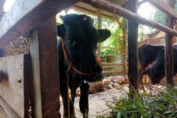 Tiga ekor sapi milik warga Batanghari terpapar virus PMK