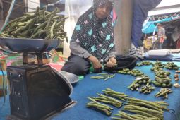 Harga buah sirih di Manokwari tembus Rp200 ribu/kg