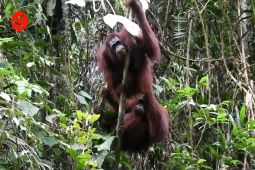 Ketika 4 orangutan selesai rehabilitasi dan kembali ke habitat asli