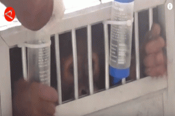 Orangutan Sumatera dipulangkan dari Bogor ke Sumut