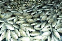 Puluhan ton ikan di Waduk Darma Kuningan mati mendadak akibat "upwelling"