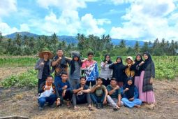 Millenial farmers - KWT Sakinah Tapsel tanam jagung diatas hamparan sawah kritis