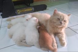 6 tips merawat kucing dengan baik agar tumbuh sehat