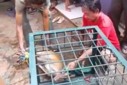 BKSDA Ciamis telusuri asal-usul kijang yang masuk pemukiman penduduk