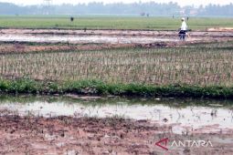 Petani di Karawang minta pemerintah daerah perbaiki saluran irigasi yang rusak