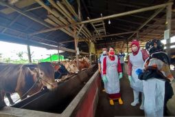 Dinas Peternakan Singkawang temukan 17 sapi suspek PMK