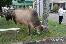 Maluku zona hijau penyebaran penyakit mulut dan kuku