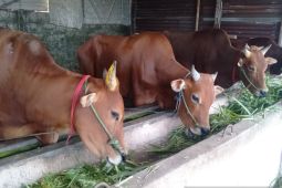 Pemerintah Kabupaten Bangka wajibkan sapi dikarantina 14 hari