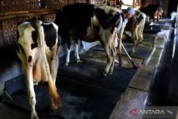 Produksi Susu Sapi