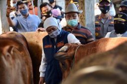 Pemprov Jatim menyiapkan 1.276 "juleha" sambut Idul Adha