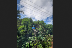 PLN UP3 Ketapang gelar pemeliharaan jaringan listrik secara rutin