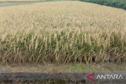 Nilai tukar petani Maluku pada Mei 2022 turun 1,57 persen