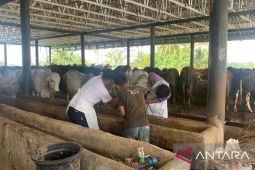 143 sapi di Cianjur terjangkit PMK