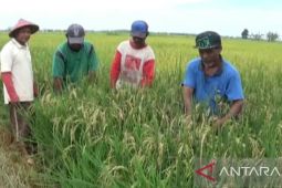 Bendung Talake diharapkan cepat terealisasi untuk kesejahteraan petani