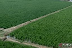 Pemkab Karawang terapkan kebijakan pengurangan pembayaran PBB sawah 100 persen