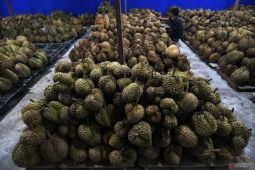 IPB  gencarkan perkaya buah-buahan nusantara melalui bioteknologi