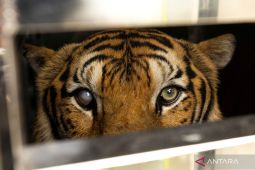 Lebih 70 harimau mati misterius dalam sebulan di taman wisata wilayah utara Thailand