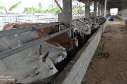 Cegah PMK, Pemkab Lebak optimalkan pemeriksaan kesehatan hewan