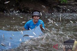 Menjaga sumber daya laut Maluku dengan tradisi Sasi