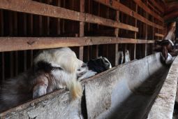 Harga kambing kurban diprediksi naik di Aceh